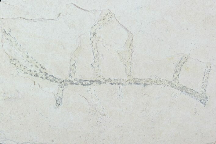 Fossil Plant (Brachyphyllum) - Solnhofen Limestone, Germany #100788